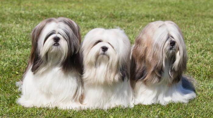 26 of the Absolute Dumbest Dog Breeds