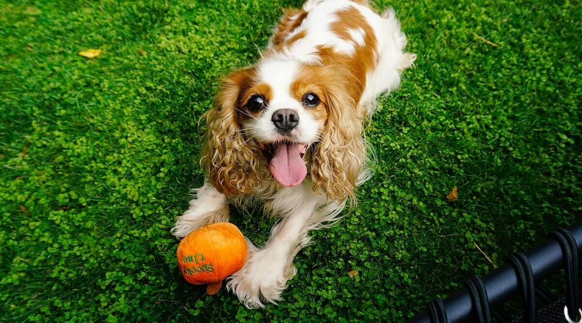 The 35 Cutest Dog Breeds of All Time